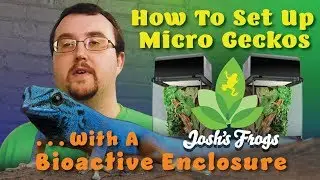 How To Set Up Micro Geckos In A Bioactive Enclosure.