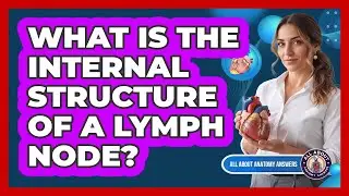 What Is The Internal Structure Of A Lymph Node?