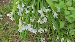 Onion Weed aka Three-Cornered Leek (Allium Triquetrum) - Cooking it