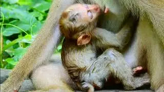 Monkey Attack Baby monkey, Monkey Crying EP 1