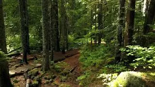 4K UHD Drone Footage  DJI Mavic Pro  - Green Forest Video - No Sound - No Copyright