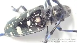 Chinese longhorn beetle in Japan | Anoplophora sp.