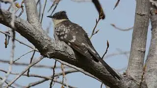 Great spotted cuckoo (Clamator glandarius) &Kappa;&iota;&sigma;&sigma;ό&kappa;&omicron;&upsilon;&kappa;&omicron;&sigmaf;