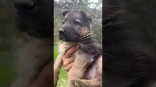 GSD PUPPY CRYING   #dogs #puppy #germanshepherd #shorts