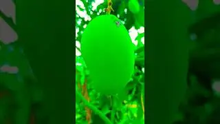 Bengaluru ka famous #mango 🥭👍#shortsfeed #youtube #youtube short#viral #mango #video