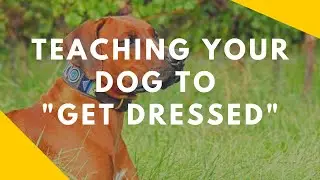 Teaching Your Dog To Gear Up (