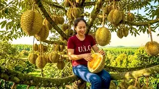 CountrysideVlog Durian Harvest | Best Durian Farm Vlog in Vietnam & Real Durian Picking
