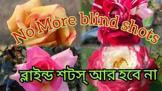 টেনশন ফ্রী হয়ে গাছ করুন।। Tricks to get rid of blind shots in roses।। #howto #rose #rosecaring 