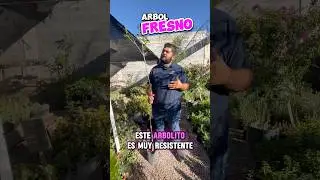 Aqu&iacute; les muestro el Arbol Fresno