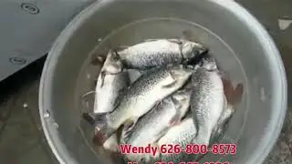 scale removal methods fish processing equipment commercial fish processing equipment