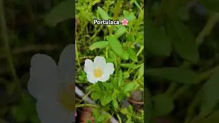 Portulca #gardening #garden #lakshivgardening #flowers #plants