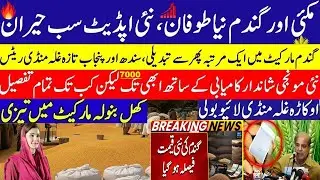 Today Wheat price in punjab//گندم کا ریٹ2026/munji makki till sarso/Galla mandi rate today 2026