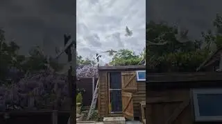 10 hour fly for the Tippler pigeons