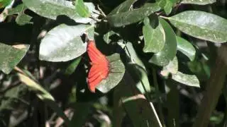 Marpesia petreus (Cramer, 1776) - Ruddy Daggerwing