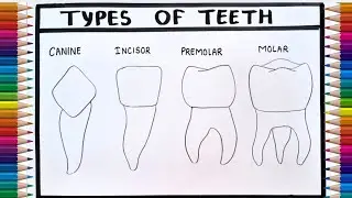 Human Teeth Diagram | How to Draw 
