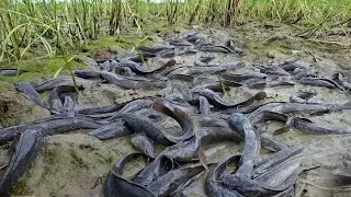 A woman fishing caught a lot of fish in the rice fields near the village.