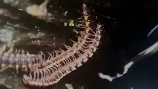 Intricate Dance: Close-Up of Three Small Millipedes Interacting in Sri Lanka...😊