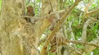 Lovely Abandoned Monkey In Savana Team