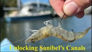 Unlocking Sanibel's Canals: Multi-Species Fishing Adventure (Snook, Grouper, Sheepshead)