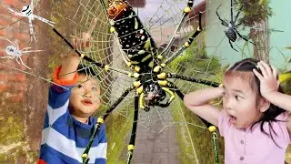 OMG‼️ Hunting Top Spider in Around Us. Catch Giant Golden Spider, Gagamba & Orb-Weaving with My Kids