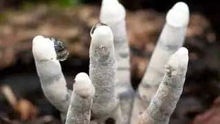 Deadman Hand Mushroom #Deadman #mushroom