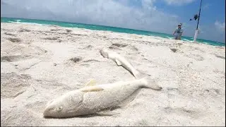 Navarre Beach Surf Fishing catching BIG Whiting.