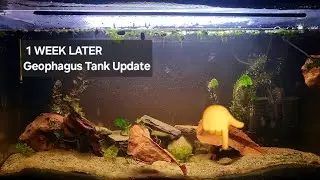 Did the Rescape Work? 1 Week Later in My Geophagus Tank