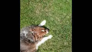 Ava Beathard   Family Dog (Official Audio)