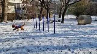 Relaxing Dog Park Fetch With Ambient City Sounds | No Music 🐩🌿