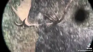 Moose playing in the falling snow! Phone Skope captures it all.