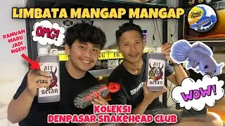 GREBEK KOLEKSI DENPASAR SNAKEHEAD CLUB !!! | LIMBATANYA NGERI !!!