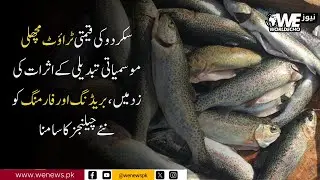 Skardu&rsquo;s Precious Trout Fish Faces New Breeding and Farming Challenges Due to Climate Change|We News