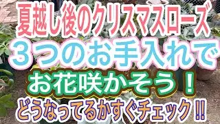 【ガーデニング】【クリスマスローズ】放置しかけてた💦夏越ししたクリロー💦避暑地から帰還させて状態をチェック！やるべき秋の作業取りかかります！【秋のお手入れ】