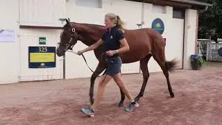 2024 THE AUGUST SALE - Lot 119 - f. N(SIOUX NATION x EMMA CAPPELEN)