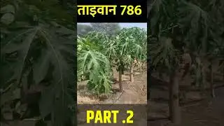 papaya farming in India.पपीता का बगीचा #shorts #ytshorts#bhoomiputraraghuraj papita ka bagicha part2