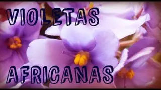 COMO CUIDAR LAS VIOLETAS AFRICANAS