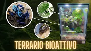 Il TERRARIO BIOATTIVO nel mondo delle RANE FRECCIA!