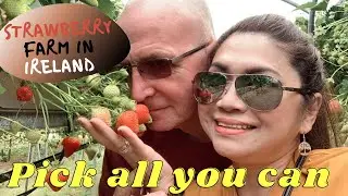 STRAWBERRY PICKING IN IRELAND | FamiLee Travel