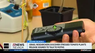 Researchers discover stressed tomato plants release sounds to talk to moths