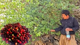 Documentary: Nomadic life and picking wild cherries in the pristine nature of the mountains🍒⛰️