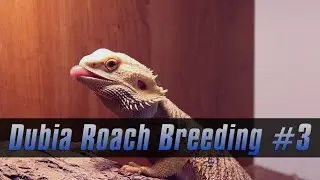 Dubia Roach Breeding #3 : Bearded Dragon Update