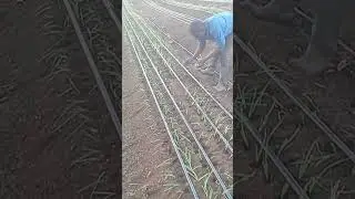 How to plant onions #trending #agriculture #farming #