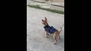 Dog wears clothes for the first time#foryou #funnydog #usa #dogs #funny #pet