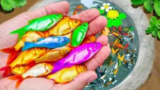 Surprised Catch Mini Colorful Aquarium Fish In Surprise Egg Toys, Turtle Aquarium Fish Compilation🐠🐠