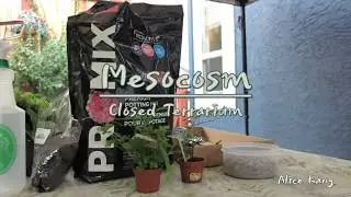 How to make: A Mesocosm/Closed Terrarium