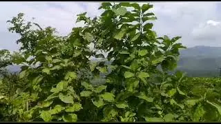 KONKAN RIVER | MOUNTAIN | NATURE