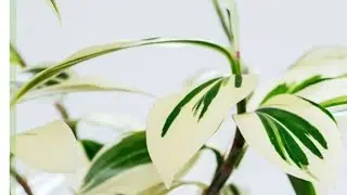 Costs Arabicus, Spiral Ginger के  बारे में केयर टिप्स और पुरी जानकारी