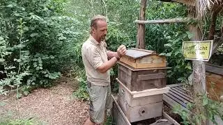 Entdeckertage Bienen am 24. und 25. Juli 2021