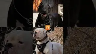 CHOW CHOW VS BULL DOG VS BUL TİRRER VS BOXER#dog #biteforce