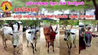 NATTU MATTU SANTHAI|10-08-2025| #kangayam_breed #kangayam_kalai #nattumadu